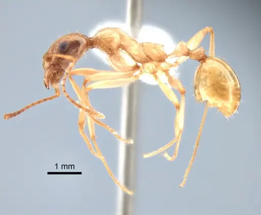 Aphaenogaster megommata - CASENT0882115
