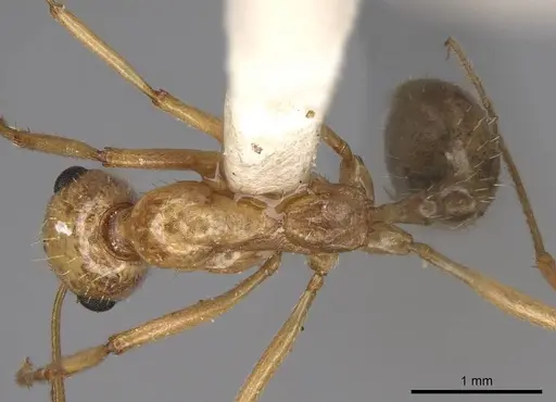 Aphaenogaster megommata - CASENT0914486