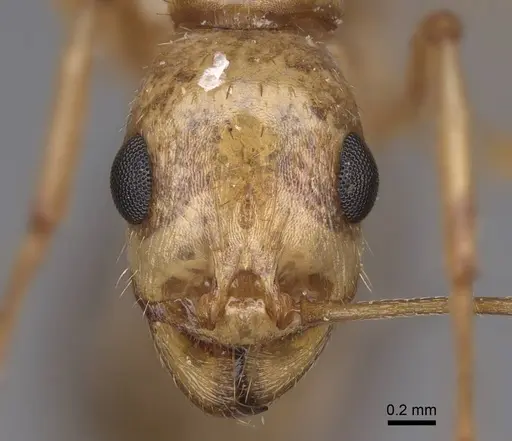 Aphaenogaster megommata - CASENT0914486