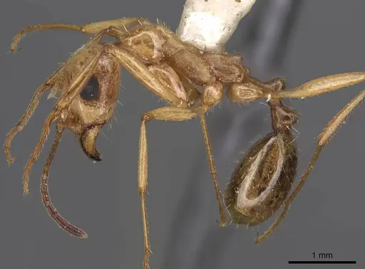 Aphaenogaster megommata - CASENT0914486