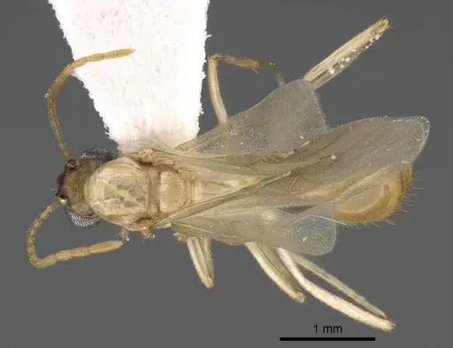 Aphaenogaster megommata - CASENT0923068