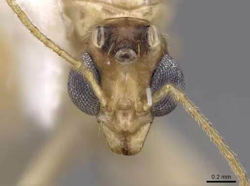 Aphaenogaster megommata - CASENT0923068