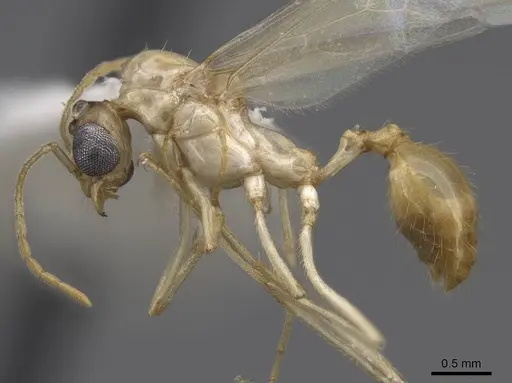 Aphaenogaster megommata - CASENT0923068