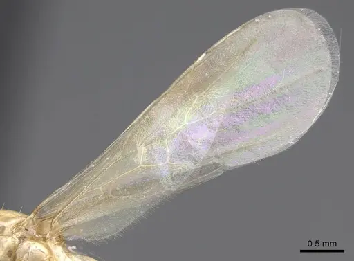 Aphaenogaster megommata - CASENT0923068