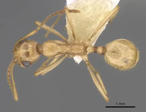 Aphaenogaster megommata - CASENT0923367