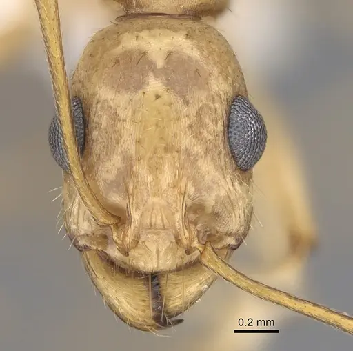 Aphaenogaster megommata - CASENT0923367