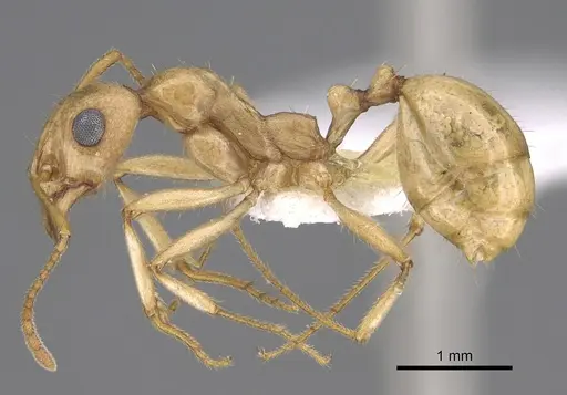 Aphaenogaster megommata - CASENT0923367
