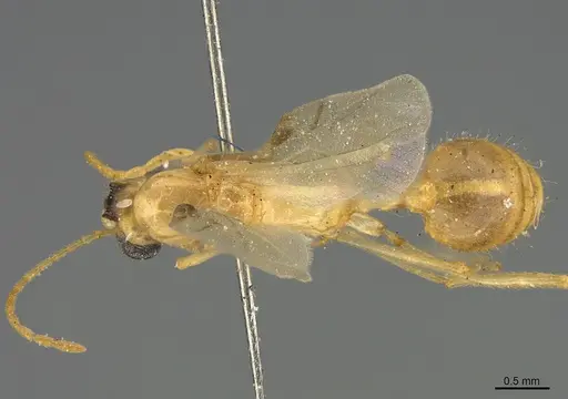 Aphaenogaster megommata - CASENT8364609