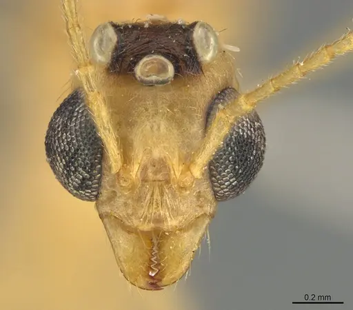 Aphaenogaster megommata - CASENT8364609