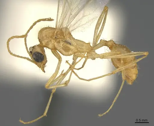 Aphaenogaster megommata - CASENT8364609
