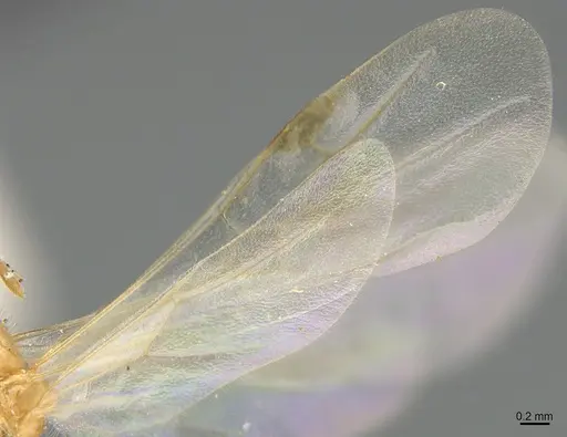 Aphaenogaster megommata - CASENT8364609