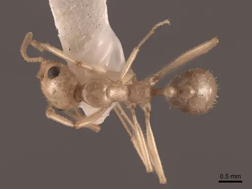 Aphaenogaster megommata - FMNHINS0000062932