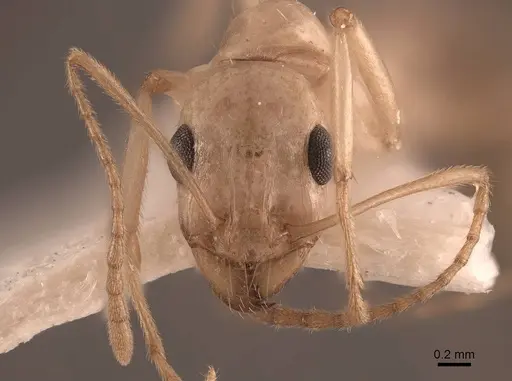 Aphaenogaster megommata - FMNHINS0000062932