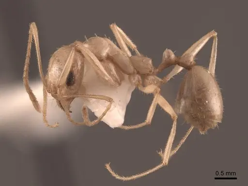 Aphaenogaster megommata - FMNHINS0000062932