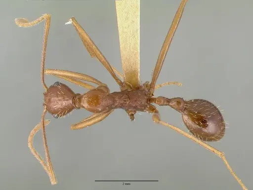Aphaenogaster mexicana specimen