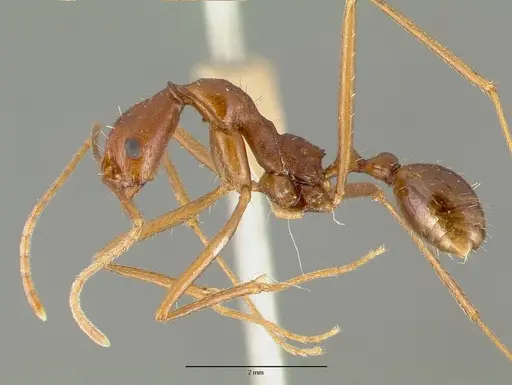 Aphaenogaster mexicana specimen