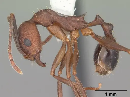 Aphaenogaster miamiana specimen