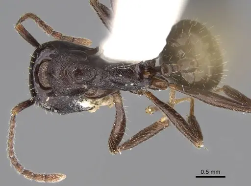 Aphaenogaster montana specimen