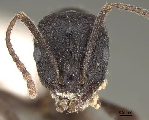 Aphaenogaster montana specimen
