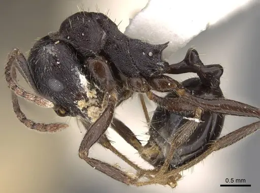 Aphaenogaster montana specimen