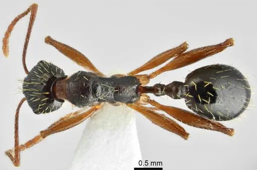Aphaenogaster muschtaidica specimen