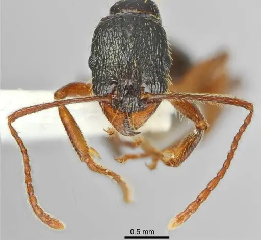 Aphaenogaster muschtaidica specimen