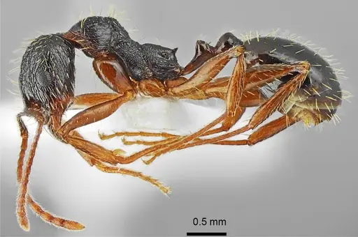 Aphaenogaster muschtaidica specimen