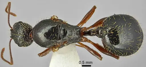 Aphaenogaster muschtaidica - ANTWEB1008980