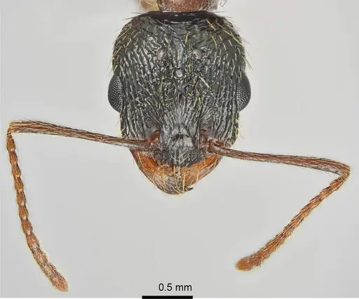 Aphaenogaster muschtaidica - ANTWEB1008980