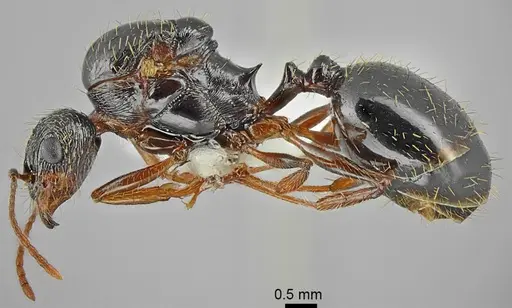 Aphaenogaster muschtaidica - ANTWEB1008980