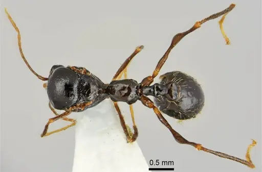 Aphaenogaster muschtaidica - ANTWEB1008981