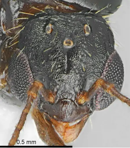 Aphaenogaster muschtaidica - ANTWEB1008981