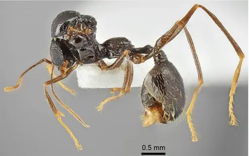 Aphaenogaster muschtaidica - ANTWEB1008981