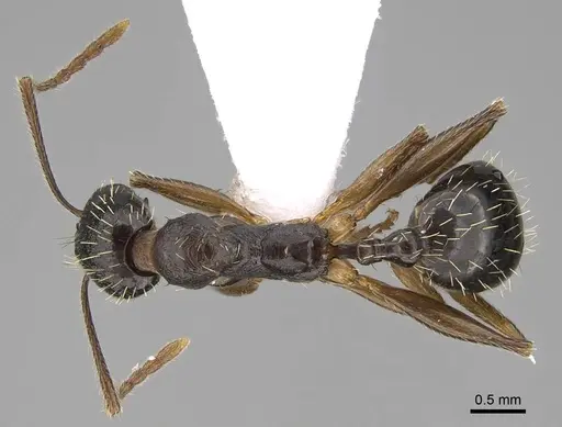 Aphaenogaster muschtaidica - CASENT0922686