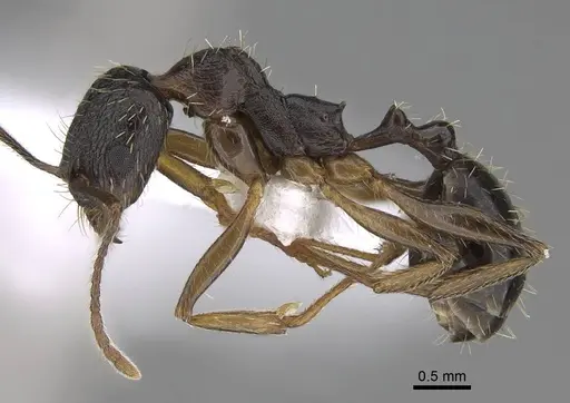 Aphaenogaster muschtaidica - CASENT0922686
