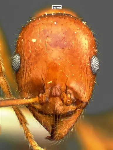 Aphaenogaster mutica specimen