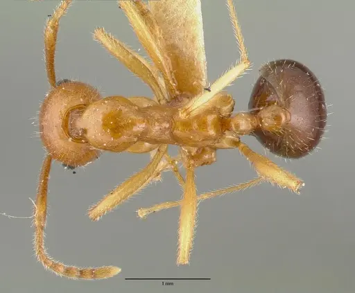 Aphaenogaster mutica - CASTYPE00623