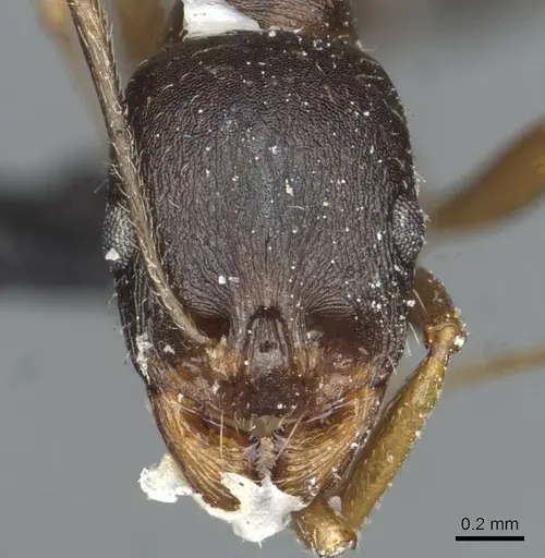 Aphaenogaster nadigi specimen