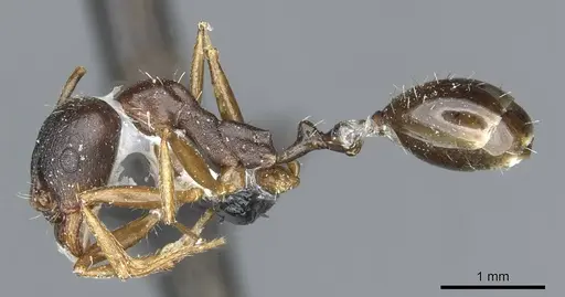 Aphaenogaster nadigi specimen
