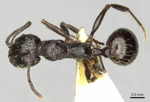 Aphaenogaster obsidiana specimen