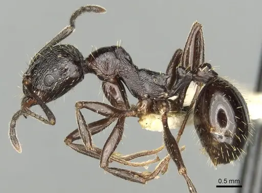Aphaenogaster obsidiana specimen