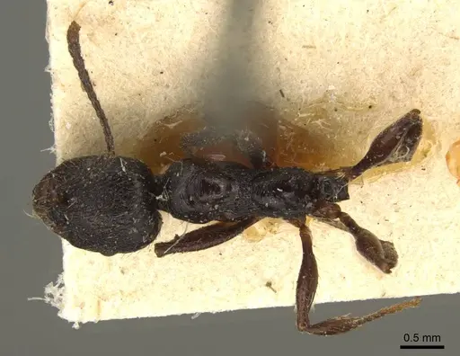 Aphaenogaster obsidiana - CASENT0916077