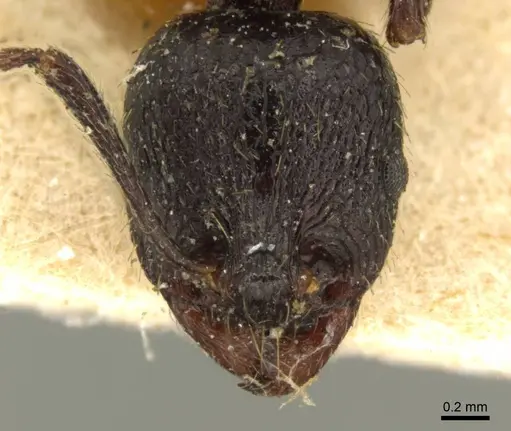 Aphaenogaster obsidiana - CASENT0916077