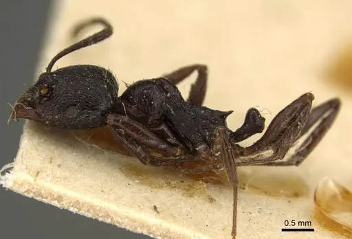 Aphaenogaster obsidiana - CASENT0916077