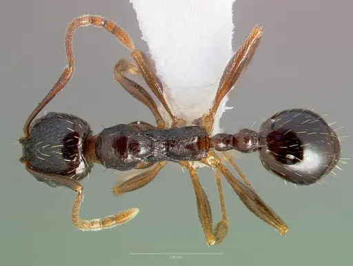 Aphaenogaster occidentalis specimen