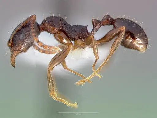 Aphaenogaster occidentalis specimen