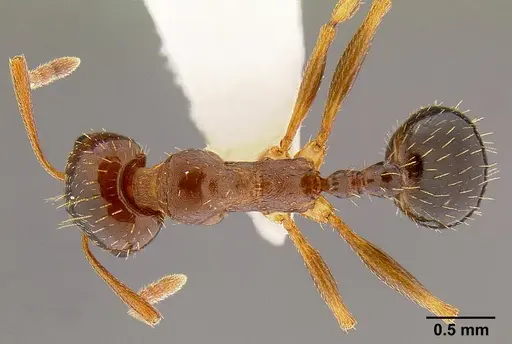 Aphaenogaster occidentalis - CASENT0106090