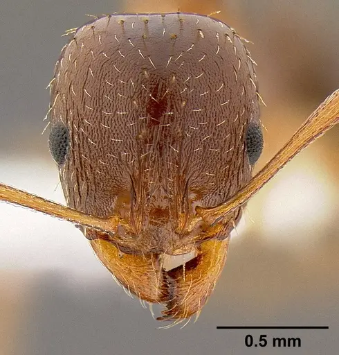 Aphaenogaster occidentalis - CASENT0106090