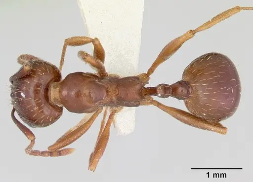 Aphaenogaster occidentalis - CASENT0172934