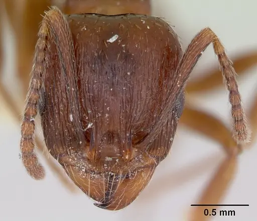 Aphaenogaster occidentalis - CASENT0172934